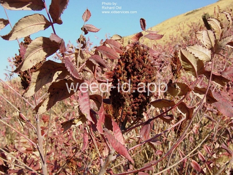 sumac, smooth
